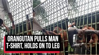 Angry Orangutan Pulls Mans Tshirt Holds On To Leg  cobrapost [upl. by Turnheim718]