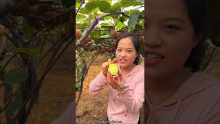 Amazing Fruit Farm  Harvesting Tasty Kiwi 🥝🥝 Fruit from Farm shorts fruit youtubeshorts [upl. by Yotal57]