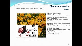 conseils jardinage Nemesia sunsatia Jaune fiche technique plante annuelle [upl. by Nary]