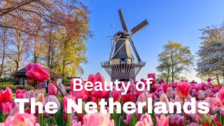 Explore Netherlands Windmills amp Tulips [upl. by Lannie]