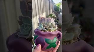 Echeveria Fiona’s Choice echeveria echeverias succulent succulentobsession succulentplant [upl. by Dore]