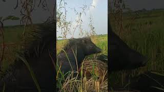 Watch This Incredible Wild Pig Herd in Action 😱🐷 farm life pigs wild natureboar hog shorts [upl. by Molton419]