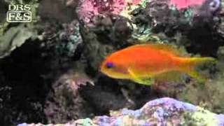 Lyretail Anthias Pseudanthias squamipinnis  LiveAquariacom [upl. by Chaffin761]