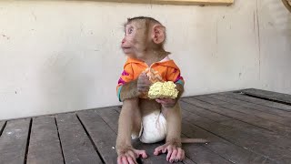 Adorable Monkey Rio spend time alone [upl. by Ela837]