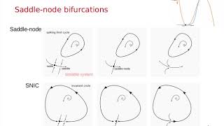 Mathematical modeling of physiological systems Excitable cells Part 2 [upl. by Ymmik]