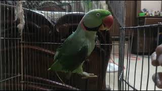 Indian Ringneck Talking Parrot 🦜 😘 [upl. by Ardnuyek]