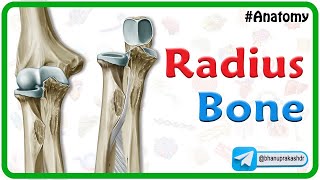 Radius Bone Anatomy Animation 🦴🦴🦴🚀🤓 [upl. by Ase72]