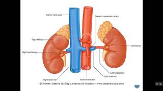 Retroperitoneal Organs 1 Dr Emad I Shaqoura [upl. by Ahtelra]