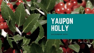 Yaupon Holly  Plant of the Month [upl. by Bohman]