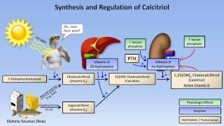 Calcium and Phosphate Metabolism [upl. by Aivatal]