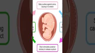 oxytocin induced labor physiology pregnancy [upl. by Inanak]