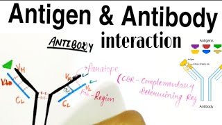 what is Antigen and Antibody interaction  Antigen and Antibody in hindi [upl. by Arodnap]