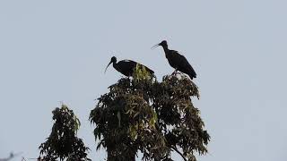 Red Naped Ibis Call [upl. by Catherin]