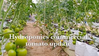 Hydroponics Commercially Tomato Plants Update [upl. by Hilar]