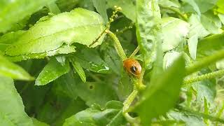 Spotted cucumber beetle🐞🐞 [upl. by Procter990]