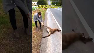 A kangaroo had an accident on the road and the kangaroo had a baby in its stomach 🦘 shots facts [upl. by Grosberg825]