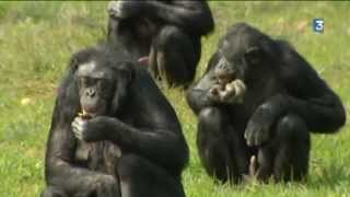 Naissance dun bonobo à la Vallée des Singes [upl. by Linsk358]