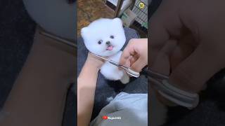 Cute Pomeranian dog Market full address  Pomeranian dog price  Cute puppies viral shorts [upl. by Enait]