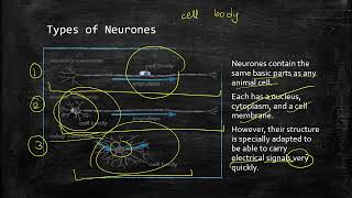 Coordination and Response – The Nervous System  IGCSE Biology [upl. by Eibrik650]