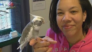 Tips for Training Your Cockatiel to Stop Biting When Stepping Up [upl. by Eceela422]