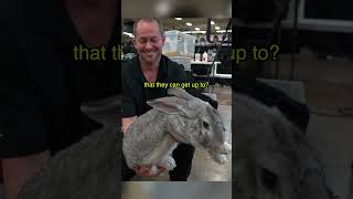 The Largest Rabbit Breed in the World [upl. by Tnemelc507]