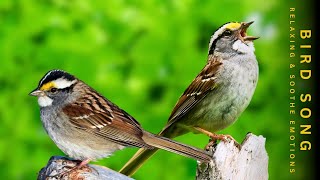 Birds Chirping  Instantly Relaxing Bird Sounds  Great Nature Sounds For Sleep Study And Work [upl. by Anneiv]