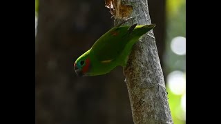 Doubleeyed fig parrot making a nest Cairns QLD 2023 [upl. by Garnet541]