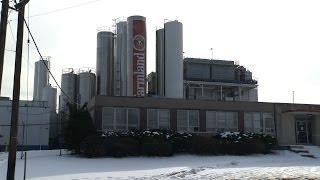 Farmland Dairies in Wallington is Closing Resulting in 325 Layoffs [upl. by Eirrac]