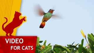 🐈Cat Games  Get That Hummingbird 4K Video for Cats to watch with Classic Music [upl. by Cony]