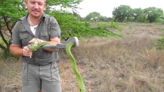 Snakes of the Kruger Park Boomslang [upl. by Acilegna480]