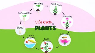 Life cycle of Plants  How Does a Plant Grow  Pollination and Fertilization in Plants [upl. by Jarlath]