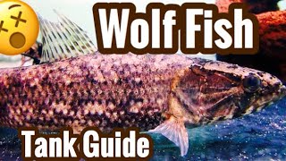 Wolf Fish Aquarium Care  Warning Live Feedings [upl. by Kurtz]