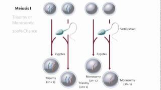 Visualizing Nondisjunction [upl. by Okemak]