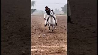 nazabazi with Mubashar Tiwana beautifulhorses horse pakistan punjab youtube youtubeshorts [upl. by Sarson]