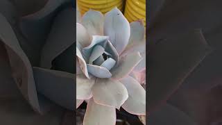 Echeveria Cantè succulent succulentlove succulent succulentgarden [upl. by Blase237]