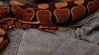 Cute Snake Yawn [upl. by Freda]