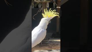 cockatoo screaming youtubeshorts [upl. by Aiciles228]