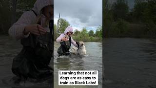 Teaching A Keeshond Puppy To Swim shorts keeshond dog [upl. by Glassman183]