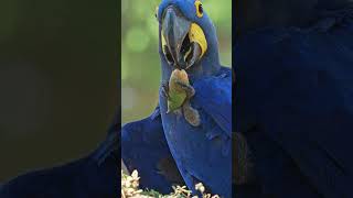 Macaw Shows Off Amazing NutCracking Skills [upl. by Lenssen]