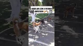 AMIGOS DA PRAÇA🐕🐾 ponto de apoio alimentar cachorro pets shorts amigos adote cao mydog dog [upl. by Ayocat872]