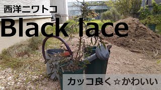 おしゃれ植物『西洋ニワトコブラックレース』を植え替えます！ sambucus nigra Black lace ガーデニング イングリッシュガーデン ナチュラルガーデン [upl. by Wolsky]