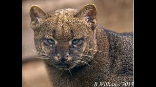 Ottar The Tiny Creature You Should Fear  Mysterious Secrets of the Jaguarundi Cat [upl. by Attiuqram]