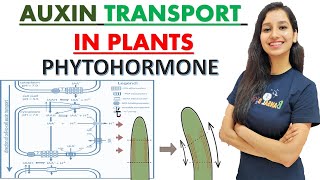 TRANSPORT OF AUXIN IN PLANTS I PHYTOHORMONE I Polar Transport I Plant Physiology I CSIRNET I GATE [upl. by Schou]