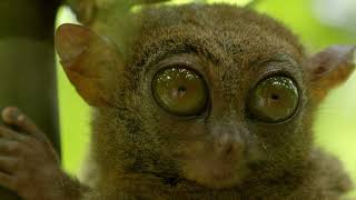 A la rencontre du Tarsier des Philippines [upl. by Rihsab]