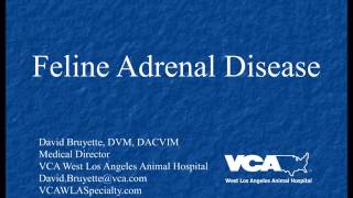 Feline Adrenal Disease Podcast [upl. by Lavelle601]