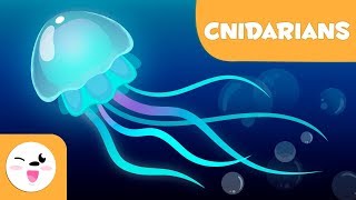 Cnidarians for kids  Invertebrate animals  Natural Science for kids [upl. by Ki460]