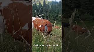 The Cows 🐄 animals tour reisen travel tiere switzerland shorts [upl. by Arly]