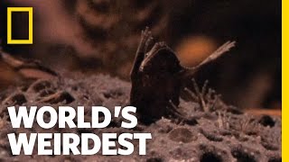 Baby Toads Born from Moms Back  Worlds Weirdest [upl. by Anivahs]