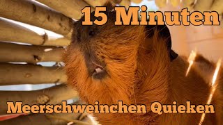 15 Minuten Meerschweinchen Quieken  Die Schweinis [upl. by Ashmead]