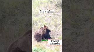 Bear vs Bearyoutube youtubeshorts bear bears animals shortsvideo shortvideo vairalvideo [upl. by Mossberg]